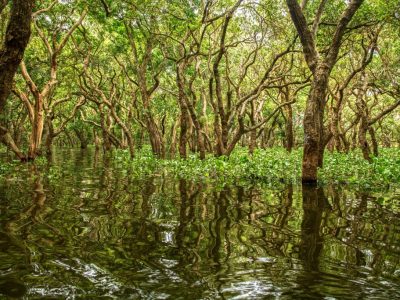 mangrove-5121263_1920