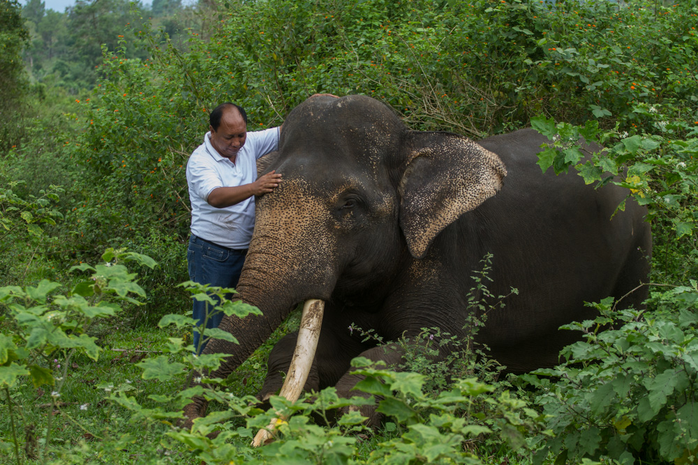 Centre de conservation des éléphants de Saree