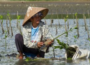 Plantation de palétuviers à Lambaro Najib